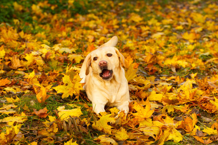 labrador retriever dogの写真素材