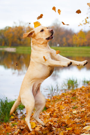 labrador retriever dogの写真素材