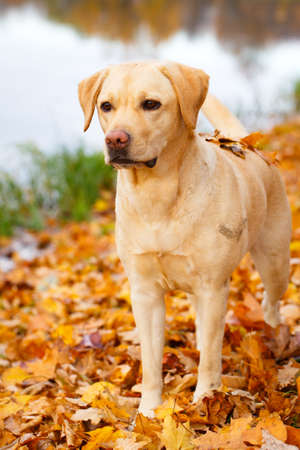 labrador retriever dogの写真素材