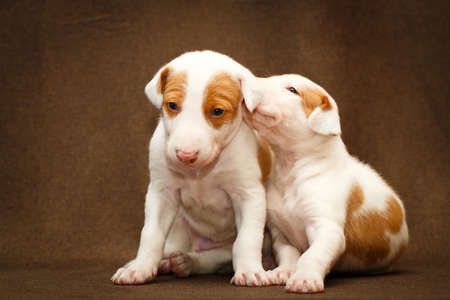 Ibizan Hound dogの写真素材