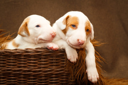 Ibizan Hound dogの写真素材