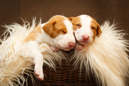 Ibizan Hound dog