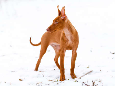 Cirneco dell'Etna dogの写真素材