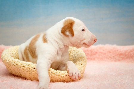 Ibizan Hound dog