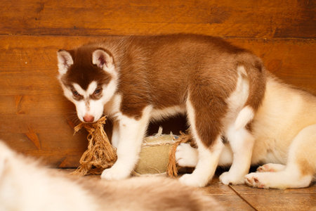 Siberian Husky dog