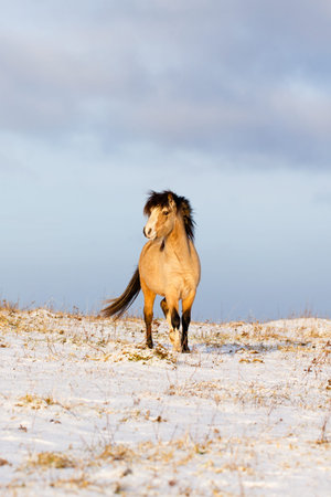 welsh ponyの写真素材