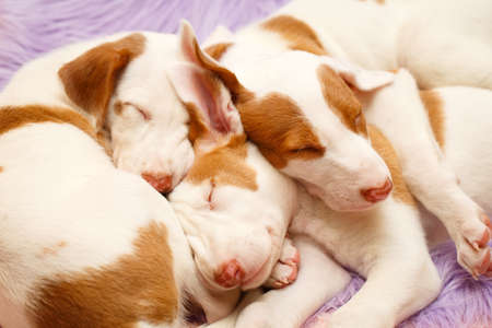 Ibizan Hound dogの写真素材
