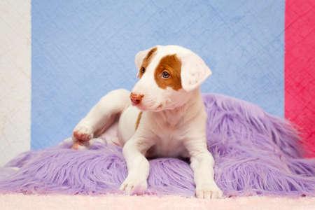 Ibizan Hound dogの写真素材