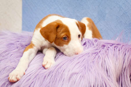Ibizan Hound dogの写真素材