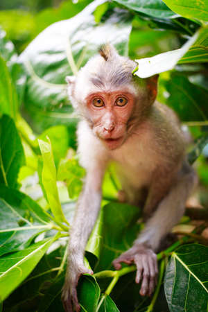 bali monkeyの写真素材