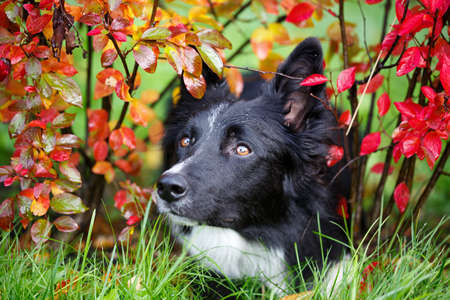 Black and white dogの写真素材