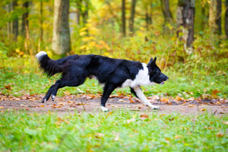 Black and white dogの写真素材
