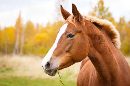 Horse on fieldの写真素材