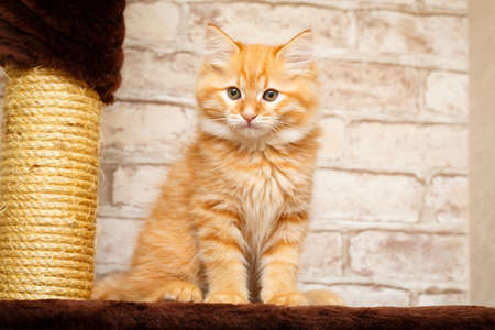 Siberian kittenの写真素材