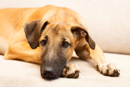 Hound on the sofaの写真素材