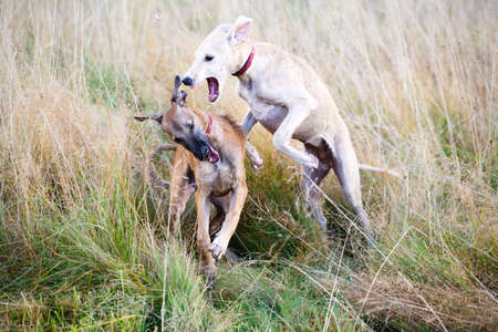 Hound playing in the fieldの写真素材