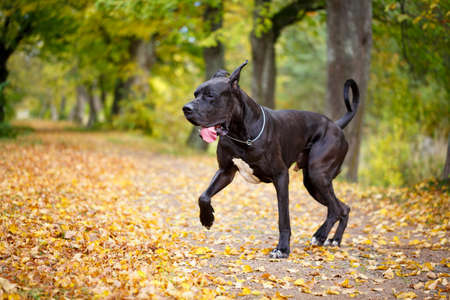 Black great dane dogの写真素材