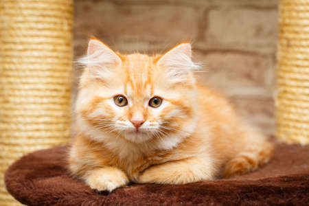 Siberian kittenの写真素材