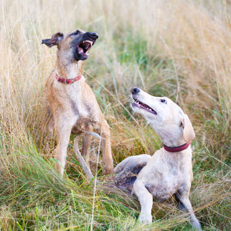 Hound playing in the fieldの写真素材