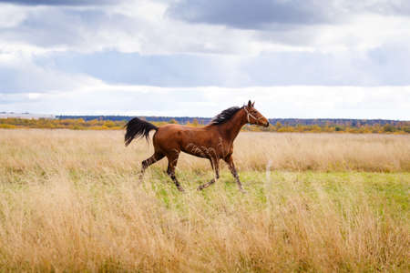 Horse on fieldの写真素材