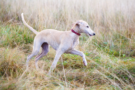 Hound in the field