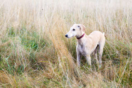 Hound in the fieldの写真素材