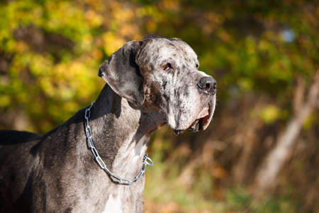 Merle great dane dogの写真素材