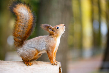 squirrel in park