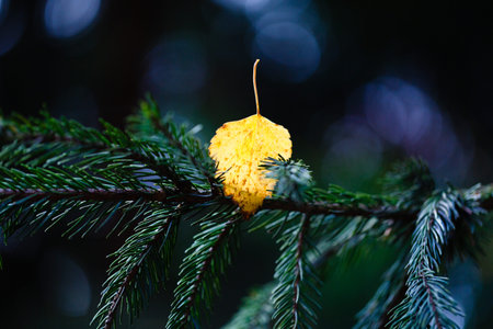 last leaf