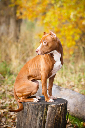 american pit bull terrierの写真素材