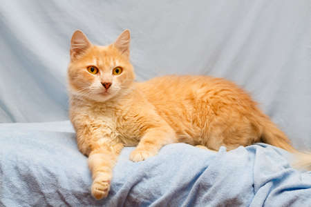Portrait of red catの写真素材