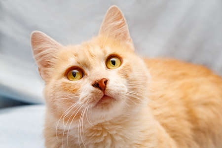 Portrait of red catの写真素材