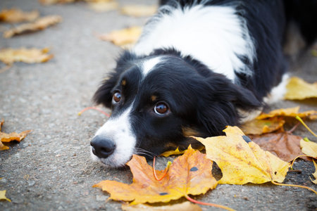 Border Collie in parkの写真素材