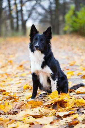 Border Collie in parkの写真素材