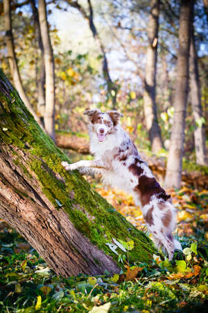Border Collie in parkの写真素材