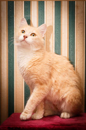 Portrait of red catの写真素材