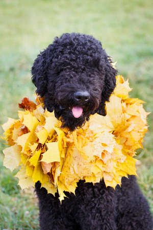Black russian terrier dogの写真素材