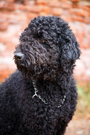Black russian terrier dogの写真素材