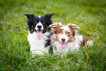 Border Collie in parkの写真素材