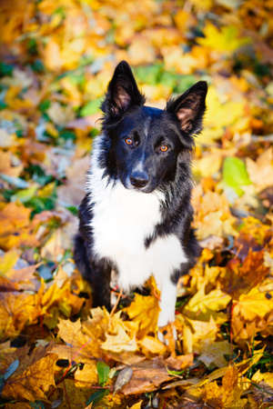 Border Collie in parkの写真素材
