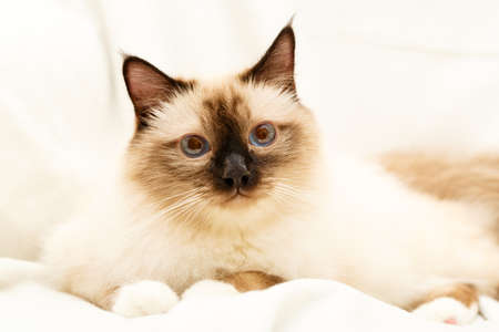 Sacred Cat of Burmaの写真素材