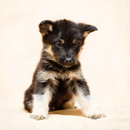 Little puppy of Shepherdの写真素材