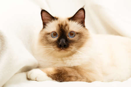 Sacred Cat of Burmaの写真素材