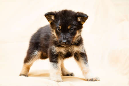 Little puppy of Shepherdの写真素材