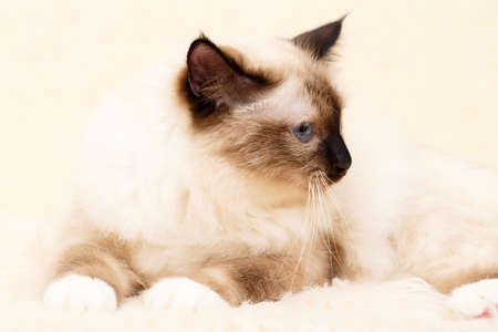 Sacred Cat of Burmaの写真素材