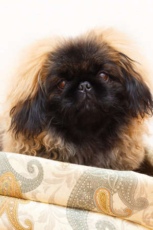 Peking Lion Dog portraitの写真素材
