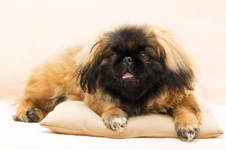 Peking Lion Dog portraitの写真素材