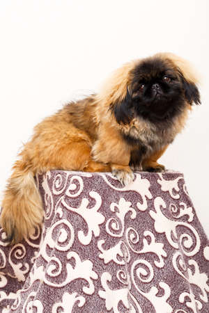 Peking Lion Dog portraitの写真素材