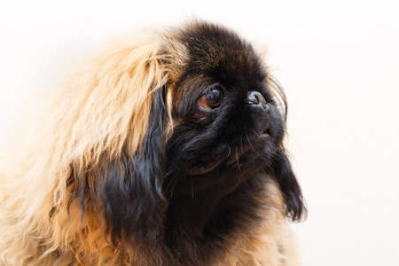 Peking Lion Dog portraitの写真素材