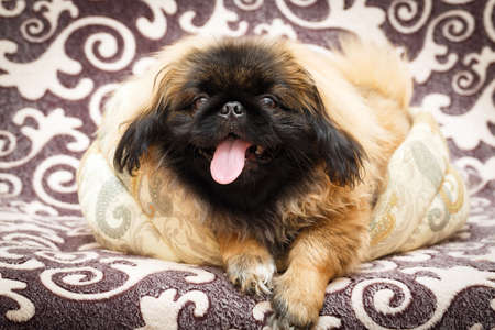 Peking Lion Dog portraitの写真素材
